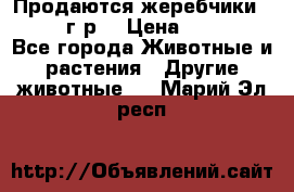 Продаются жеребчики 14,15 16 г.р  › Цена ­ 177 000 - Все города Животные и растения » Другие животные   . Марий Эл респ.
